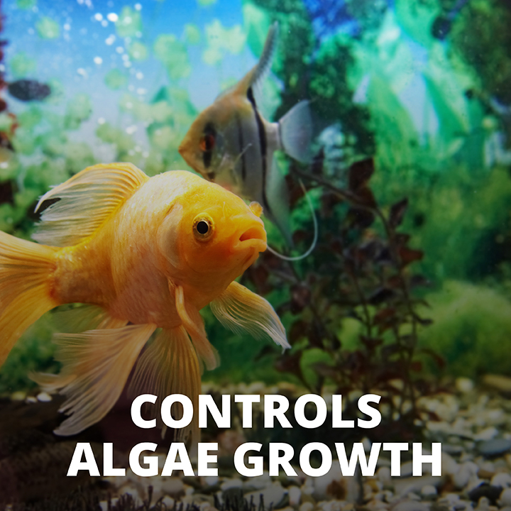Algae tablets best sale for fish tank